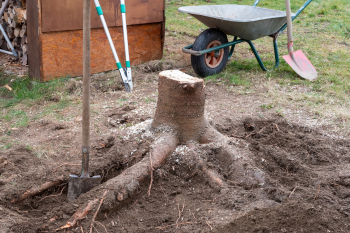 tocón de árbol rodeado de pala y carretilla para destoconar