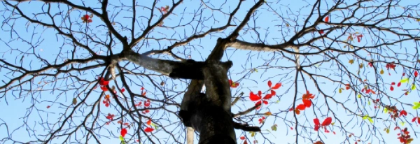 parte superior de un árbol seco visto desde abajo