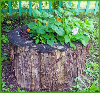 enredadera con flores amarillas y blancas sobre tocón de árbol