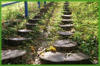 2 filas paralelas de más de 10 tocones de cada lado