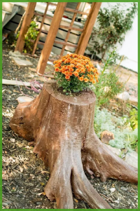 Tocón de árbol plantado, con flores naranjas dentro, usado como maceta.