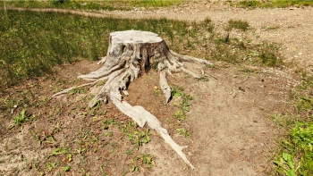 Tocón de árbol con raíces secas sobresaliendo 