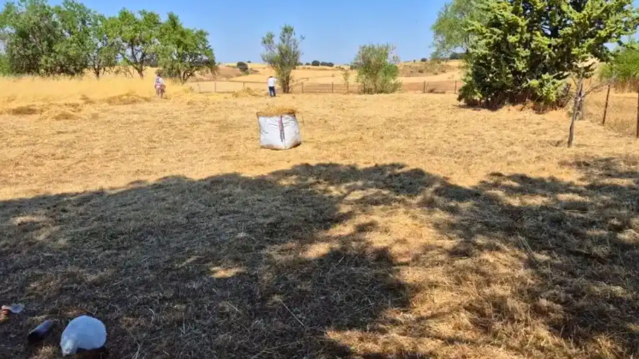 La misma finca de Pezuela de las Torres ya desbrozada