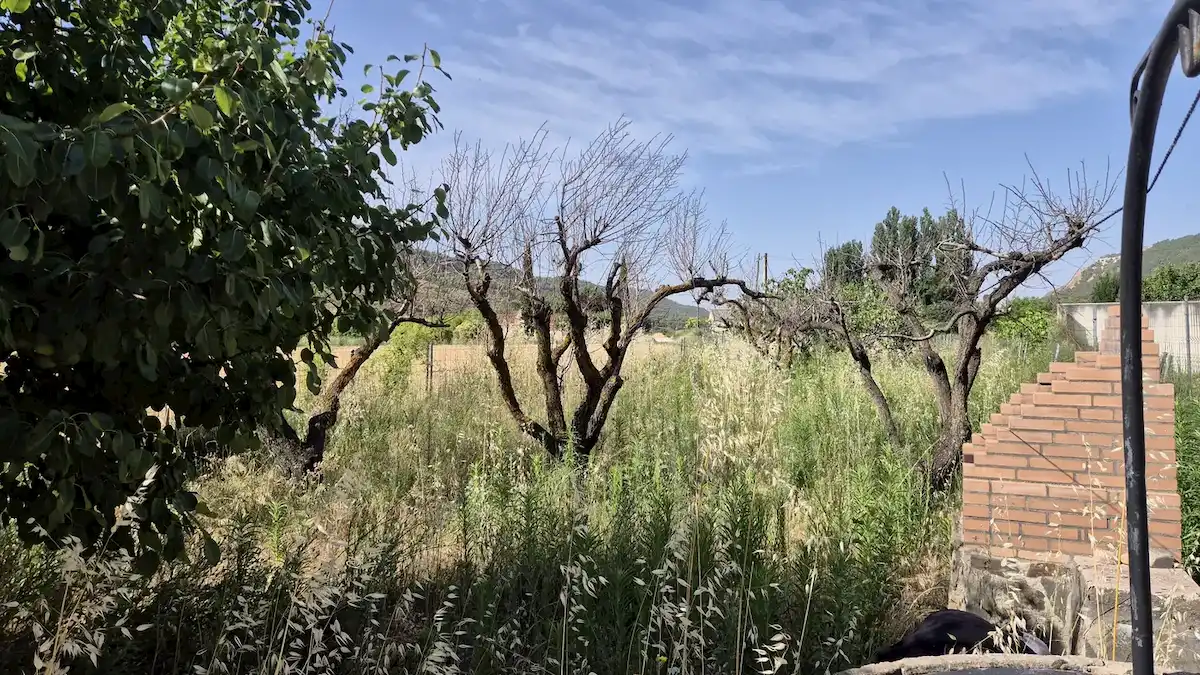Finca de Valdenoches con la hierba seca alta entre los frutales, antes del desbroce