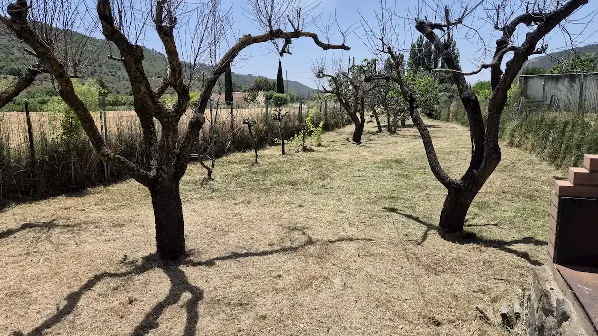 La misma finca de Valdenoches desbrozada, con el terreno segado a ras y los frutales despejados
