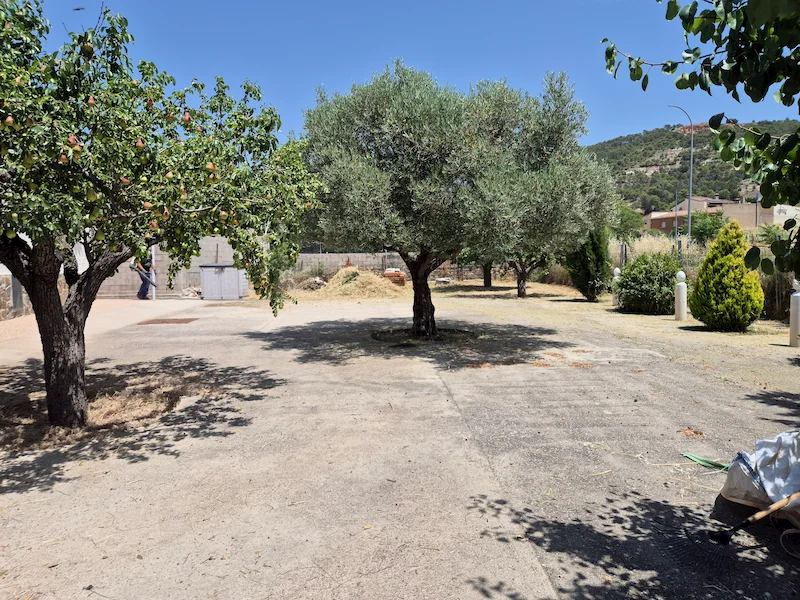 Desbrozando entre los frutales de la finca de Valdenoches