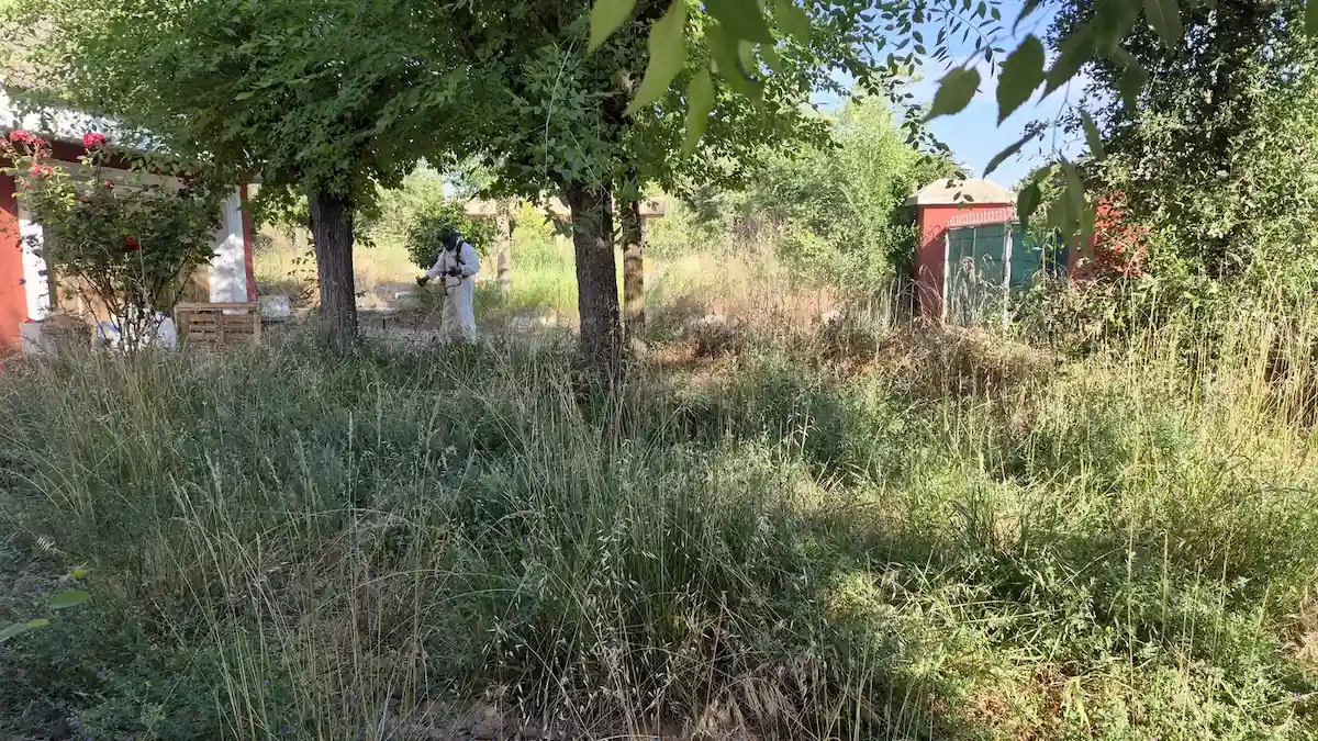 Jardín de un chalet en Villalbilla con la hierba alta bajo los árboles, antes del desbroce