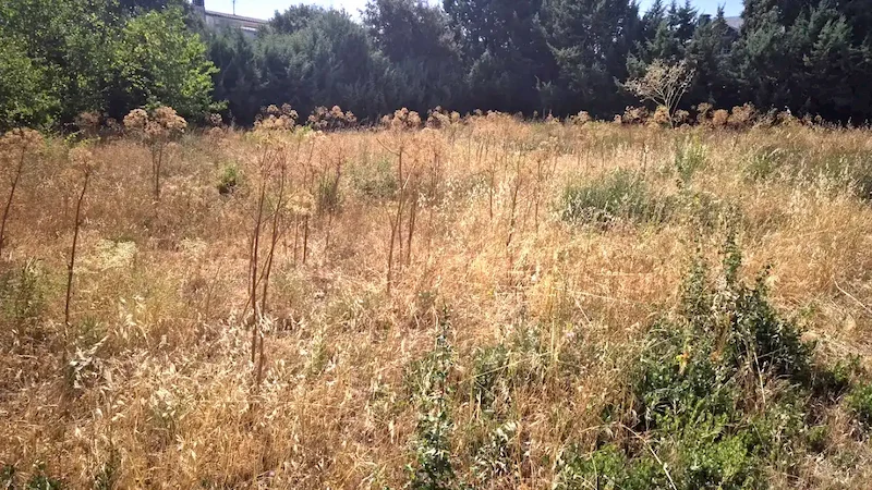 Finca en Eurovillas con hierba seca alta y cardos junto a la línea de cipreses, antes del desbroce