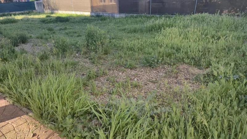 Parcela vallada de un chalet en Pozuelo del Rey con la hierba crecida, antes de desbrozar