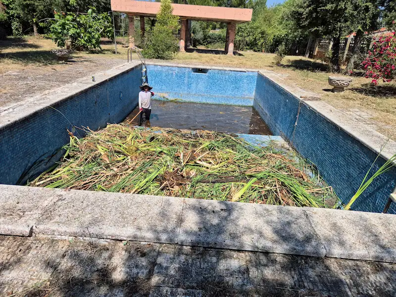 Retirando a mano los juncos y la vegetación de la piscina en Villalbilla